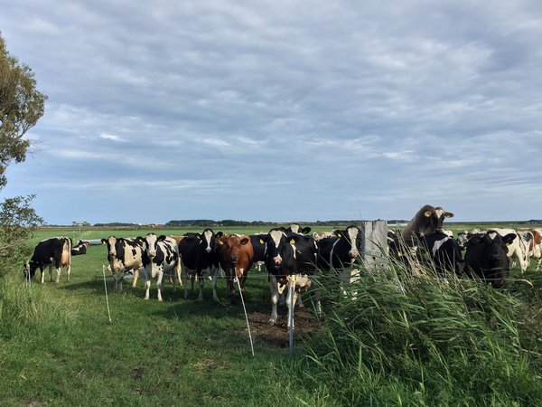 Bos taurus, Texel (NL) -- 2017 -- 7133