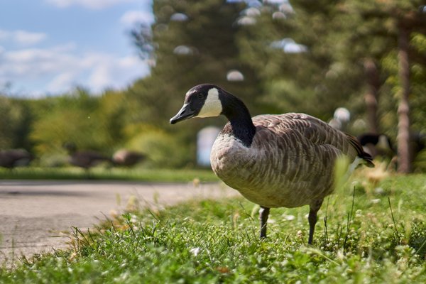 Branta canadensis, Düsseldorf (DE) -- 2020 -- 1836