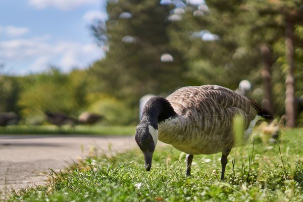 Branta canadensis, Düsseldorf (DE) -- 2020 -- 1838
