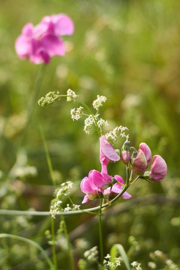 Lathyrus latifolius, Düsseldorf (DE) -- 2020 -- 1869
