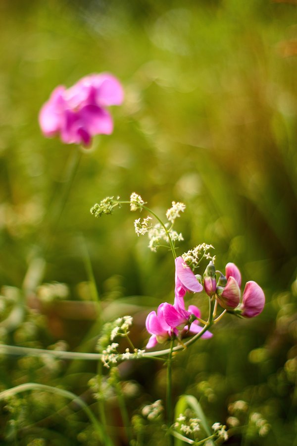 Düsseldorf (DE), Lathyrus latifolius -- 2020 -- 1872