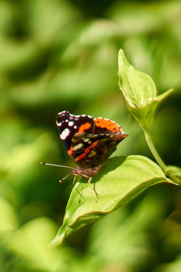 Vanessa atalanta, Düsseldorf (DE) -- 2020 -- 1878