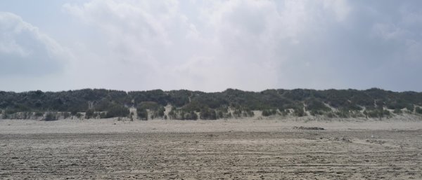 Renesse (NL), Dünen -- 2020 -- 124230