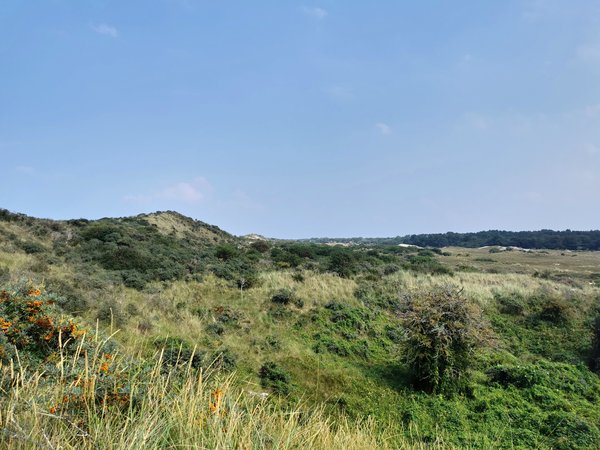 Renesse (NL), Landschaft -- 2020 -- 145842