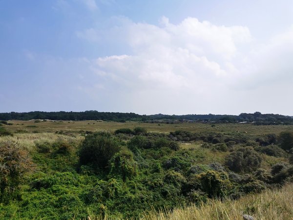 Renesse (NL), Landschaft -- 2020 -- 145844