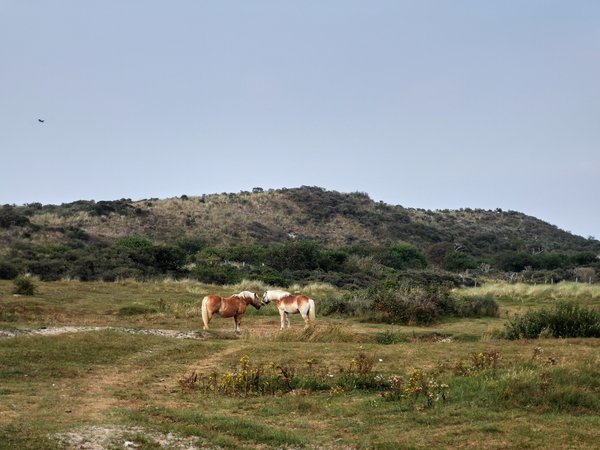 Equus ferus caballus, Renesse (NL) -- 2020 -- 163436
