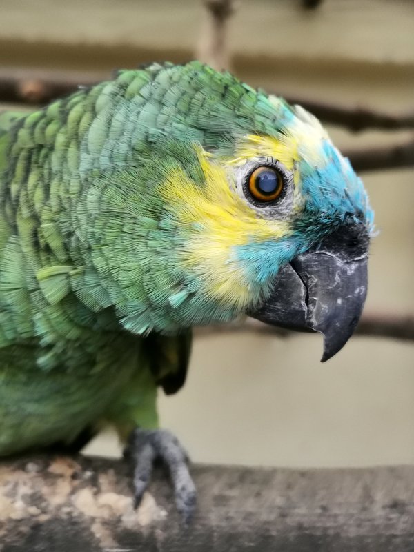 Amazona aestiva, Lennestadt (DE) -- 2020 -- 175741