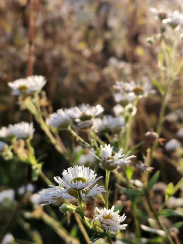 Erigeron annuus, Lennestadt (DE) -- 2020 -- 171752