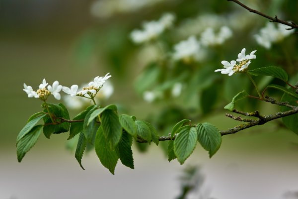 Viburnum plicatum, Neuss (DE) -- 2022 -- 2840