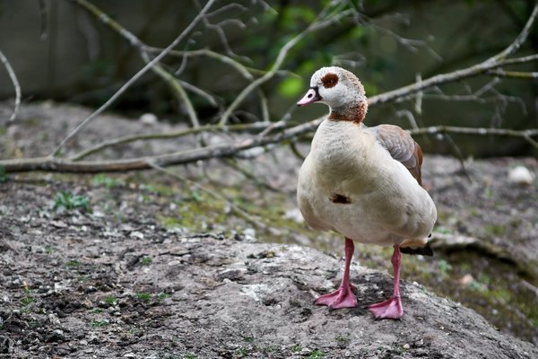 Alopochen aegyptiaca, Neuss (DE) -- 2022 -- 2848