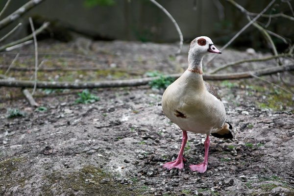 Alopochen aegyptiaca, Neuss (DE) -- 2022 -- 2849
