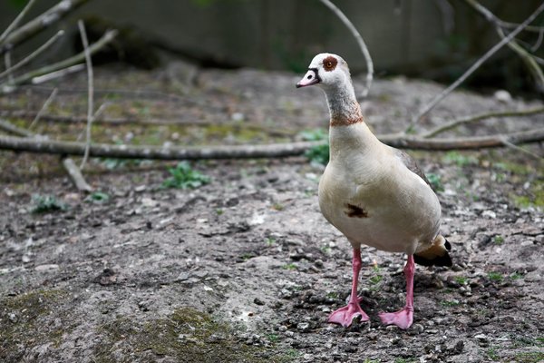 Alopochen aegyptiaca, Neuss (DE) -- 2022 -- 2850