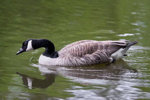 Branta canadensis, Neuss (DE) -- 2022 -- 2857