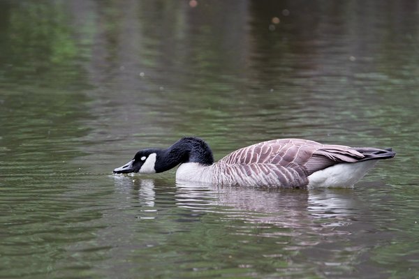 Branta canadensis, Neuss (DE) -- 2022 -- 2859