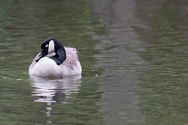 Branta canadensis, Neuss (DE) -- 2022 -- 2860