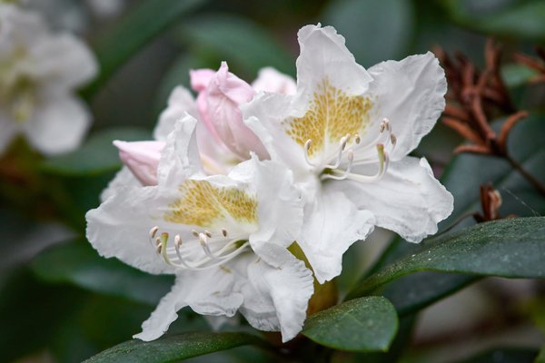 Rhododendron luteum, Neuss (DE) -- 2022 -- 2895