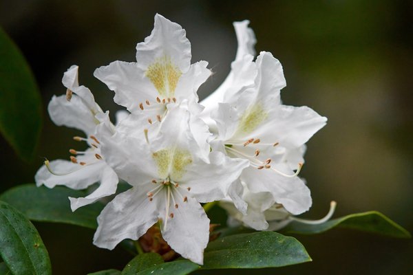 Rhododendron luteum, Neuss (DE) -- 2022 -- 2898