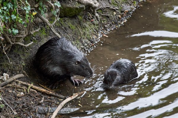 Myocastor coypus, Neuss (DE) -- 2022 -- 2916