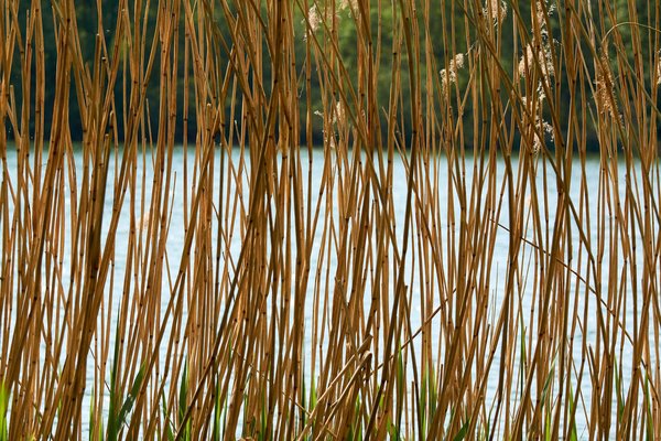 Phragmites australis, Neuss (DE) -- 2022 -- 2994