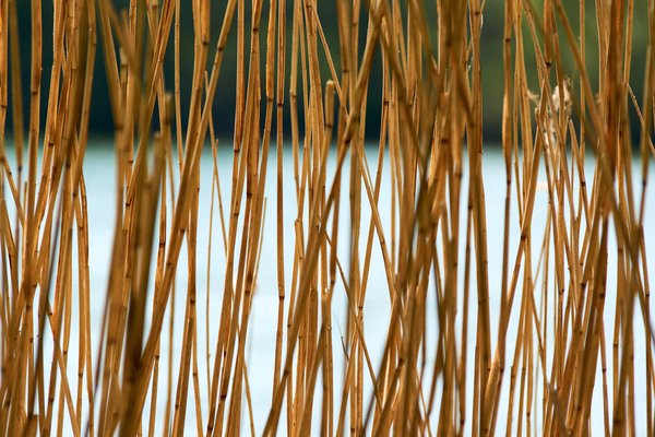 Phragmites australis, Neuss (DE) -- 2022 -- 2995