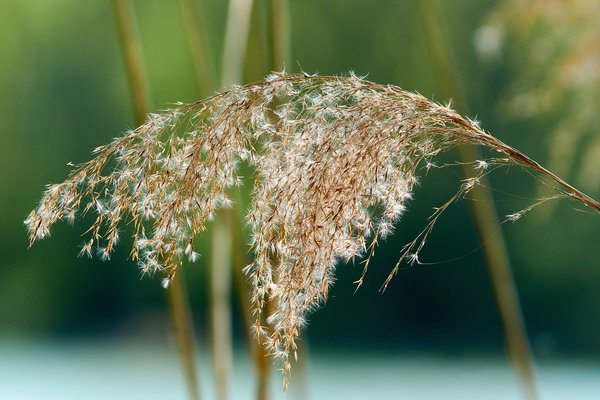 Phragmites australis, Neuss (DE) -- 2022 -- 2998