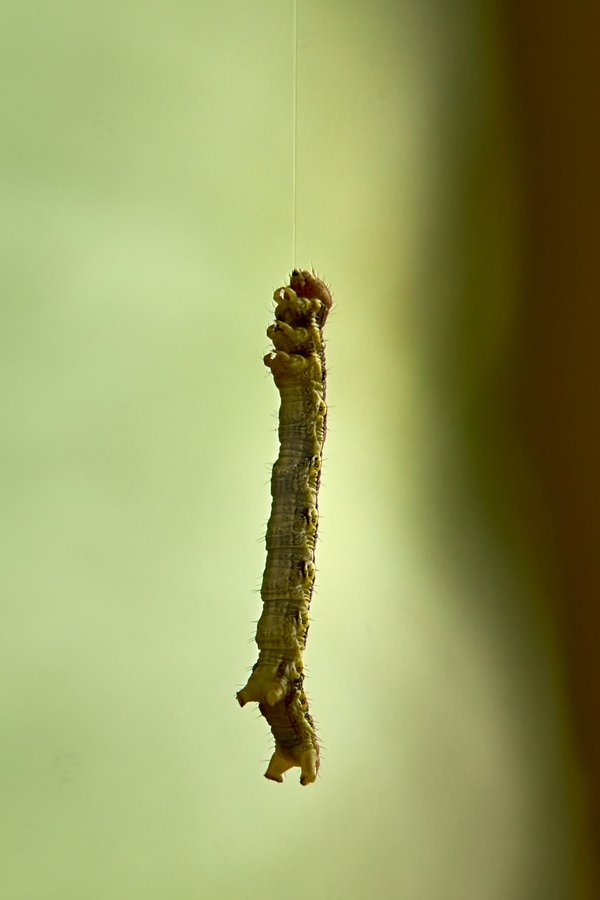 Erannis defoliaria, Neuss (DE) -- 2022 -- 3040