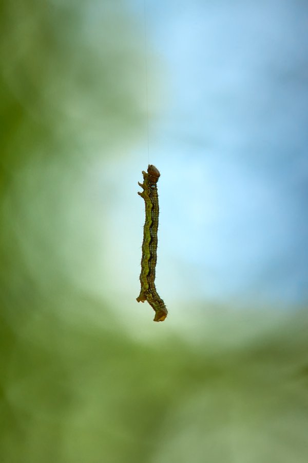 Erannis defoliaria, Neuss (DE) -- 2022 -- 3047