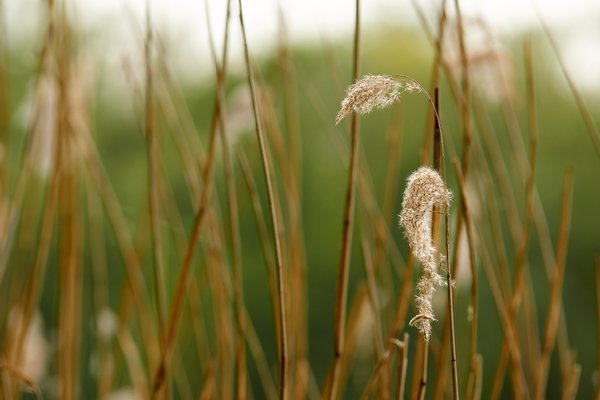 Phragmites australis, Neuss (DE) -- 2022 -- 3058