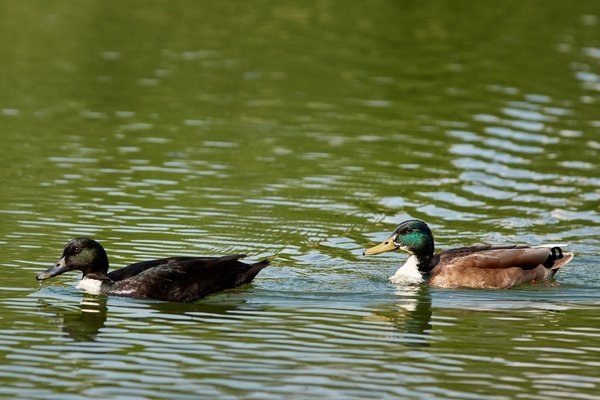 Anas platyrhynchos, Neuss (DE) -- 2022 -- 3063