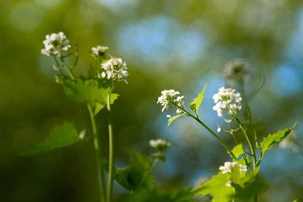 Alliaria petiolata, Neuss (DE) -- 2022 -- 3069