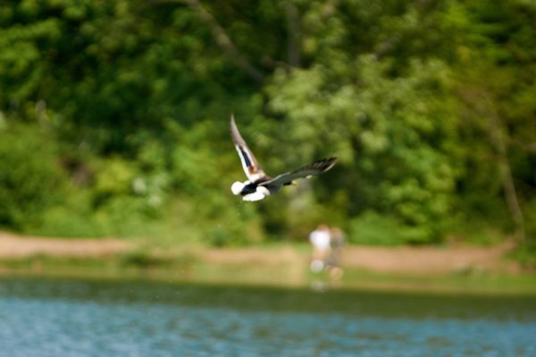 Anas platyrhynchos, Neuss (DE) -- 2022 -- 3080