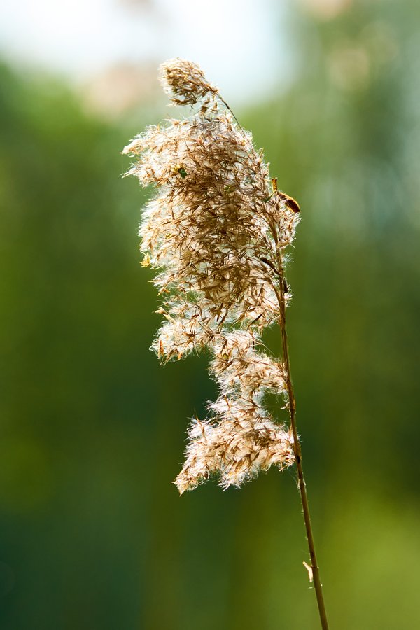 Phragmites australis, Neuss (DE) -- 2022 -- 3123