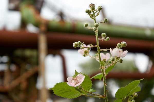Rubus armeniacus, Duisburg (DE) -- 2022 -- 0053