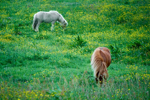 Equus ferus caballus, Hückeswagen (DE) -- 2022 -- 0007