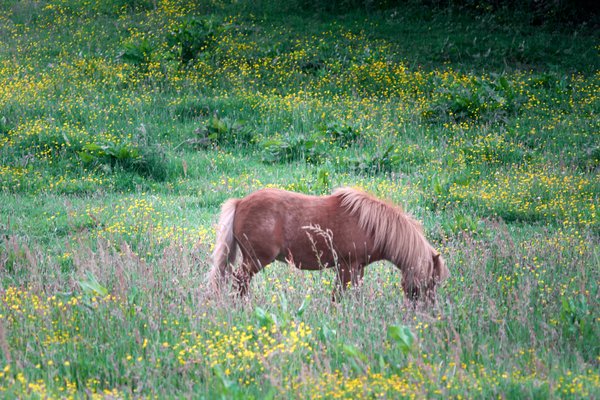 Equus ferus caballus, Hückeswagen (DE) -- 2022 -- 0011