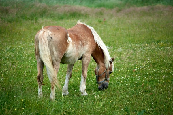 Equus ferus caballus, Hückeswagen (DE) -- 2022 -- 0057