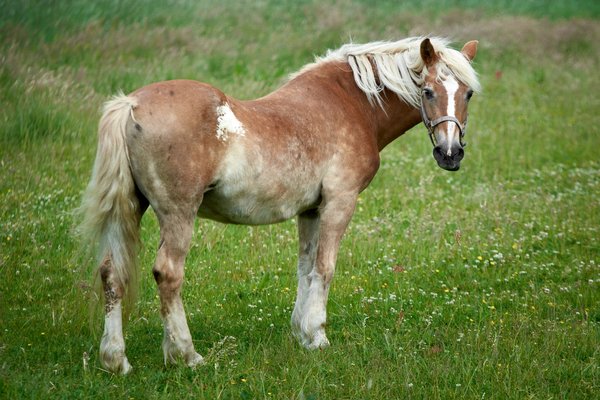 Equus ferus caballus, Hückeswagen (DE) -- 2022 -- 0066