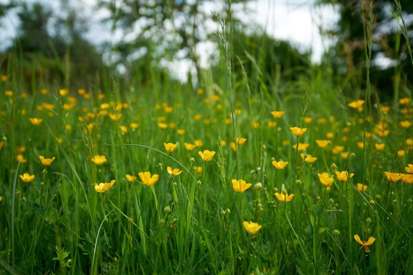 Ranunculus repens, Wipperfürth (DE) -- 2022 -- 0138