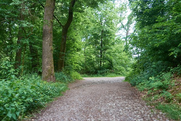 Wipperfürth (DE), Waldweg -- 2022 -- 0240