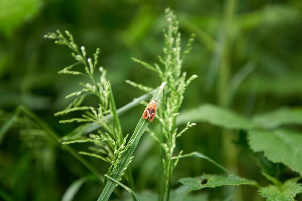 Ptycholoma lecheana, Wipperfürth (DE) -- 2022 -- 0244
