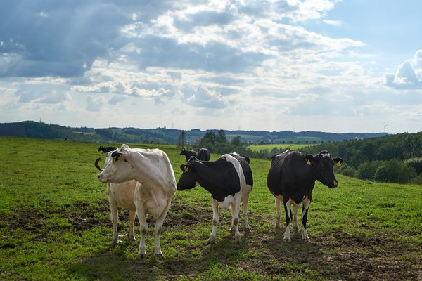 Bos taurus, Wipperfürth (DE) -- 2022 -- 0247