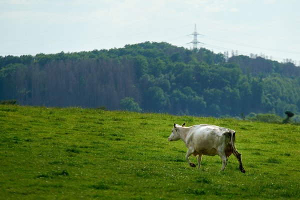 Bos taurus, Wipperfürth (DE) -- 2022 -- 0249