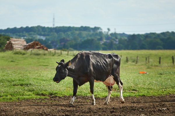 Bos taurus, Wipperfürth (DE) -- 2022 -- 0261
