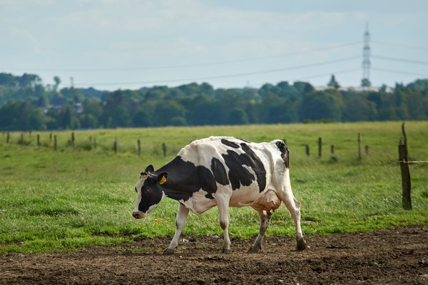 Bos taurus, Wipperfürth (DE) -- 2022 -- 0264