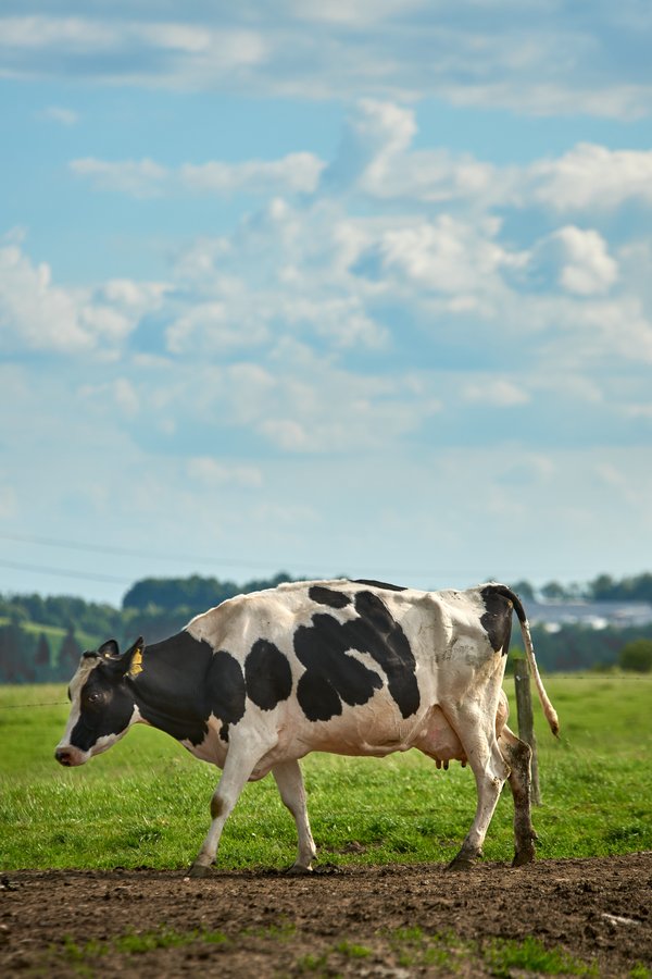 Bos taurus, Wipperfürth (DE) -- 2022 -- 0270