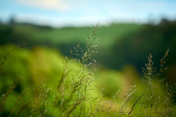 Arrhenatherum elatiu, Wipperfürth (DE) -- 2022 -- 0275