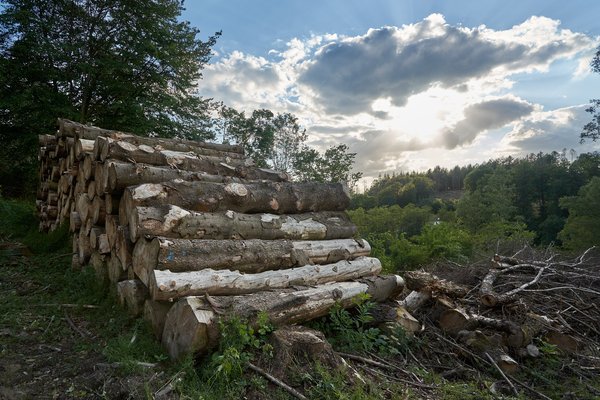 Marienheide (DE), Gefällte Bäume -- 2022 -- 0383