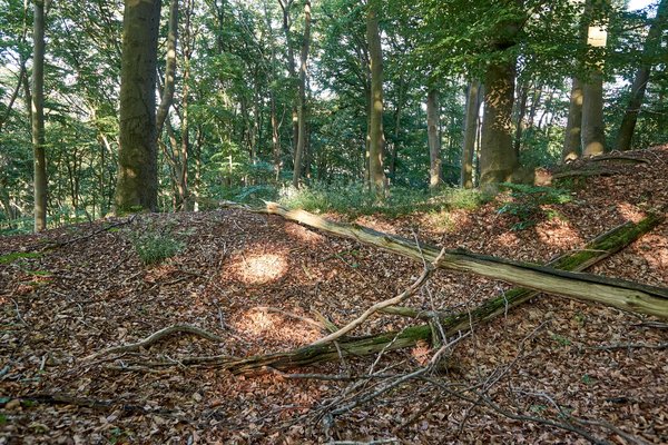 Mülheim an der Ruhr (DE), Mintarder Ruhrtalhang -- 2022 -- 0134