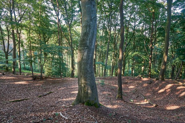Mülheim an der Ruhr (DE), Mintarder Ruhrtalhang -- 2022 -- 0137