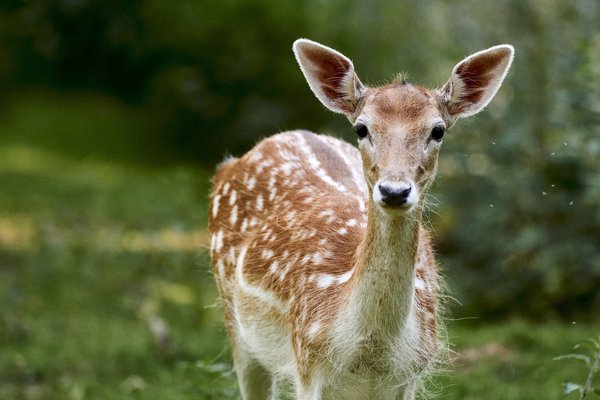 C. capreolus, Neuss (DE) -- 2022 -- 0042